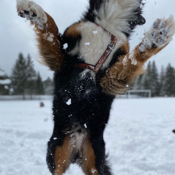 bernesemtndog1